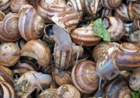 Escargot